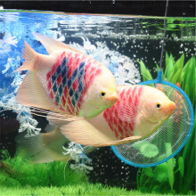 1、風水里有什麼魚,風水里的魚是什麼意思