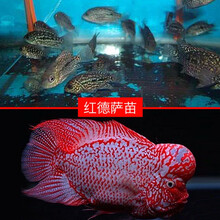 罗汉鱼苗大明鸿运马骝红马满银幻彩德萨蛇纹泰金金花泰国活体 红德萨