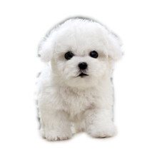 小型犬比熊