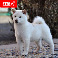 白色幼犬