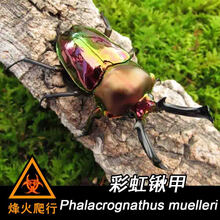 独角仙】成体繁殖组 宠物甲虫活体新手标本虫成虫腐殖土果冻台 彩虹