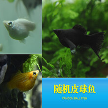 小型淡水宠物鱼红绿灯鱼水族金鱼纯种观赏鱼苗 黑色 随机皮球鱼8送2