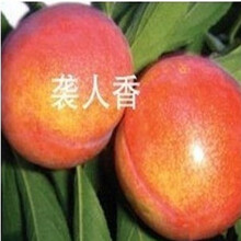中华蟠李|秋姬李子果树苗木 当年结果苗南方北方种植 袭人香