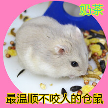 【奶茶仓鼠】海豚_价格_商城_-京东图片品牌和鲸哪个游得快图片