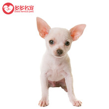 吉娃娃活体幼犬 宠物狗狗吉娃娃幼犬活体 狗狗活体吉娃娃 家养吉娃娃
