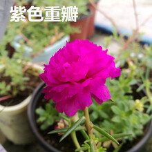重瓣太阳花