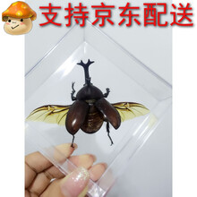 独角仙真昆虫标本世界名虫犀金龟昆虫标本甲虫标本兜虫标本 展翅装盒