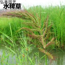小米草种子 牧草种子 雀叶稗草 高产水草鱼虾蟹牧草 耐水淹 500克(1斤