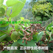 鸡爪果】价格_图片_品牌_怎么样-京东商城