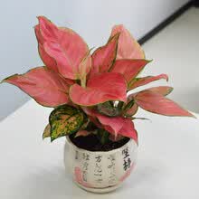 如意皇后花盆栽室内植物花吉祥如意万年红水培红皇后吉利红盆栽 坚持