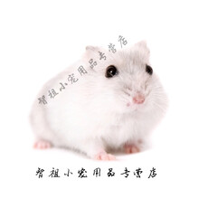 【商城图片价格】仓鼠_蝴蝶_宝宝_-京东品牌奶茶吃鲨鱼图片图片