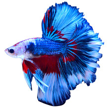 泰国斗鱼】价格_图片_品牌