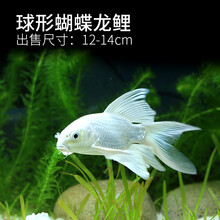 蝴蝶鲤冷水蝴蝶龙鲤水族观赏鱼锦鲤淡水鱼懒人鱼宠物鱼金鱼活体 球形