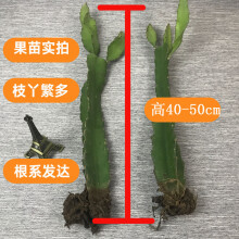 黄皮火龙果