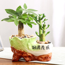发财树 花卉 绿植 盆栽节节高富贵竹绿植办公室盆栽室内绿色植物转运