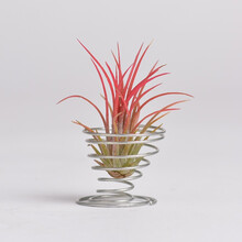 花寓意 多肉植物 盆栽\/苗木 农用物资 【行情 价