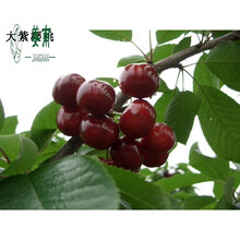 紫樱桃