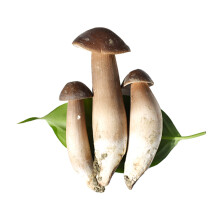 觅味生鲜菌菇 云南四川新鲜黑皮鸡枞菌蘑菇食用菌 500g