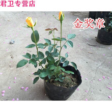 月季花苗 大花月季盆栽月季蔷薇花玫瑰花苗带土球货 月季苗 金奖章 不
