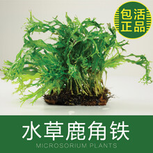 鹿角铁皇冠 鹿角铁皇冠 60-80片叶装 水草 水族箱造景 草缸