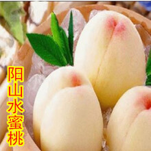 阳山水蜜桃