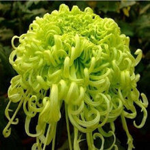 清沁源 四季花卉菊花苗 当年开花花卉绿植 西风狮子头菊花大苗 嫣红