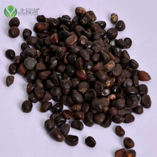 名贵茶花种子 茶花树种子 山茶花种子 曼佗罗花种子 红茶花种子 茶花