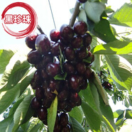 CHUANGSHIJI櫻桃樹(shù)苗 大果樹(shù)果苗 果樹(shù)苗北南方種植當年結果櫻桃苗 櫻桃樹(shù) 黑珍珠5年苗(多分叉,造型苗） 80cm(含)-89cm(含)