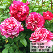 沫澄3顆 耐寒薔薇花苗爬藤四季開(kāi)花室內盆栽室外藤本月季花卉易活植物 17伊蕾莎斯特 精品花苗 不含盆