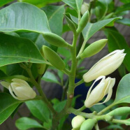 中梦中梦四季浓香开花白兰花苗盆栽室内阳台观花植物黄角兰绿植大树苗玉兰 白兰4年苗30高 不含盆