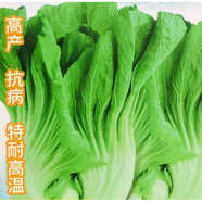大肉包心芥菜種子種籽潮州菜青菜酸菜農家田園秋季菜園蔬菜種孑 原裝【1包1000?！看笕獍奶鸾娌朔N子
