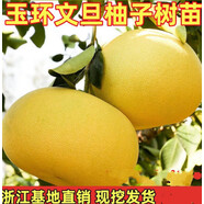 咯咚玉環(huán)文旦柚樹苗 嫁接柚子苗 文旦柚子樹苗 南北種植果樹苗帶土 3年嫁接苗 50cm(含)-60cm(不含)