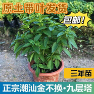 九層塔潮汕金不換盆栽食用主廚房九層塔盆栽食用羅勒植物香料甜羅 3年苗--葉子很香 帶原土原盤(pán)