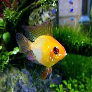 甄夢漁野金波子魚活體寶藍(lán)波子短鯛荷蘭魚鳳凰球魚淡水小型熱帶魚觀賞活魚 金波子魚苗3條(2+1備)1.2-1.8cm