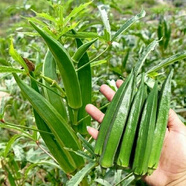 播種心情 家庭種植蔬菜種子孑籽大全四季播種陽(yáng)臺盆栽農家庭院小菜園有機 黃秋葵種子2包
