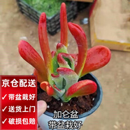 兩腿跑【送貨上門(mén)】三八節(jié)多肉植物帶盆桌面盆栽組合綠植花卉幼兒園盆栽 火狐貍(帶盆栽好)