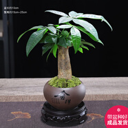 幼薇發(fā)財(cái)樹盆栽樹樁招財(cái)室內(nèi)大型綠植開業(yè)送禮前臺(tái)大號(hào)金錢樹四季常青 發(fā)財(cái)樹+舍得紫砂盆+圓形底盤 帶盆栽好