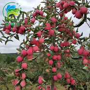 葉之靜蘋(píng)果樹(shù)苗盆栽地栽當年結果南方北方種植蘋(píng)果苗嫁接四季紅富士苗 嘎啦 4年苗多分枝 81cm(含)-110cm(含)
