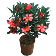 四季杜鵑紅山茶花盆栽帶花苞 庭院花卉老樁地栽名貴樹苗 開花杜鵑花四季開花室內(nèi)盆栽花卉庭院樹風(fēng)景樹 主圖款含盆60cm 含盆