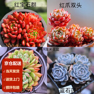 墨一（MOYI）新手多肉植物盆栽套餐綠植盆景 小盆栽肉肉 植物大顆好養(yǎng)玉露室內(nèi)稀有品種綠植桃蛋多肉 紅寶石群+紅爪雙頭+青蘋果雙頭+藍(lán)石蓮群(塑料盆）