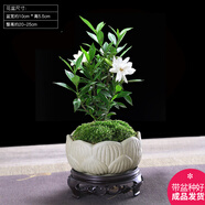 幼薇小葉梔子花四季盆栽植物室內(nèi)好養(yǎng)辦公室桌面帶盆景花苞開花小綠植 梔子花+蓮花瓷盆+圓形底盤 帶盆栽好