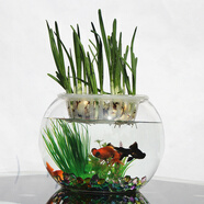 易萌 桌面魚缸 金魚缸 玻璃花盆水培 養(yǎng)花養(yǎng)魚玻璃 球形圓形魚缸25cm