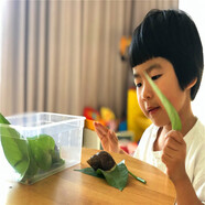 卓盛花卉 白玉蝸?；铙w學(xué)生科學(xué)實(shí)驗(yàn)觀察寵物美容觀賞喂養(yǎng)工具全程指導(dǎo) 2只白玉蝸牛