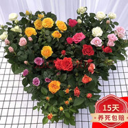 嫣藍帶花苞玫瑰花盆栽四季開(kāi)花觀(guān)花綠植室內陽(yáng)臺庭院花卉多色玫瑰 多種顏色混合 【4棵帶盆栽好】
