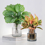 水培植物青蘋(píng)果竹芋綠植室內水養盆栽辦公室桌面觀(guān)葉花卉Y 青蘋(píng)果透明瓶+萬(wàn)年紅灰玻璃瓶