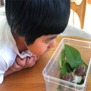 卓盛花卉 白玉蝸?；铙w學(xué)生科學(xué)實(shí)驗(yàn)觀察寵物美容觀賞喂養(yǎng)工具全程指導(dǎo) 蝸牛10只