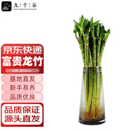 九千谷富貴龍竹水培水養(yǎng)招財(cái)竹子室內(nèi)客廳10根50cm高不含瓶源頭直發(fā)