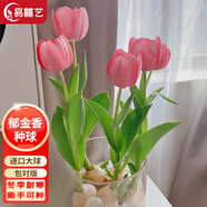 易囍藝 郁金香種球水培盆栽花卉土培室內花綠植盆栽水養植物花卉進(jìn)口大 粉色郁金香1球+營(yíng)養液