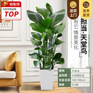 嘆為觀止大型植物發(fā)財(cái)樹(shù)各種大顆盆栽開(kāi)業(yè)喬遷客廳辦公室內(nèi)好養(yǎng)大型花卉 天堂鳥(niǎo)【1.2-1.3米】 不含盆