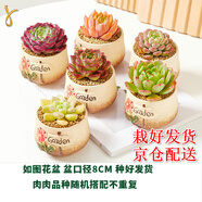墨一【送貨上門】多肉植物帶盆組合套裝多肉辦公室綠植花卉三八節(jié)禮物 garden花園系列3盆（栽好發(fā)貨）